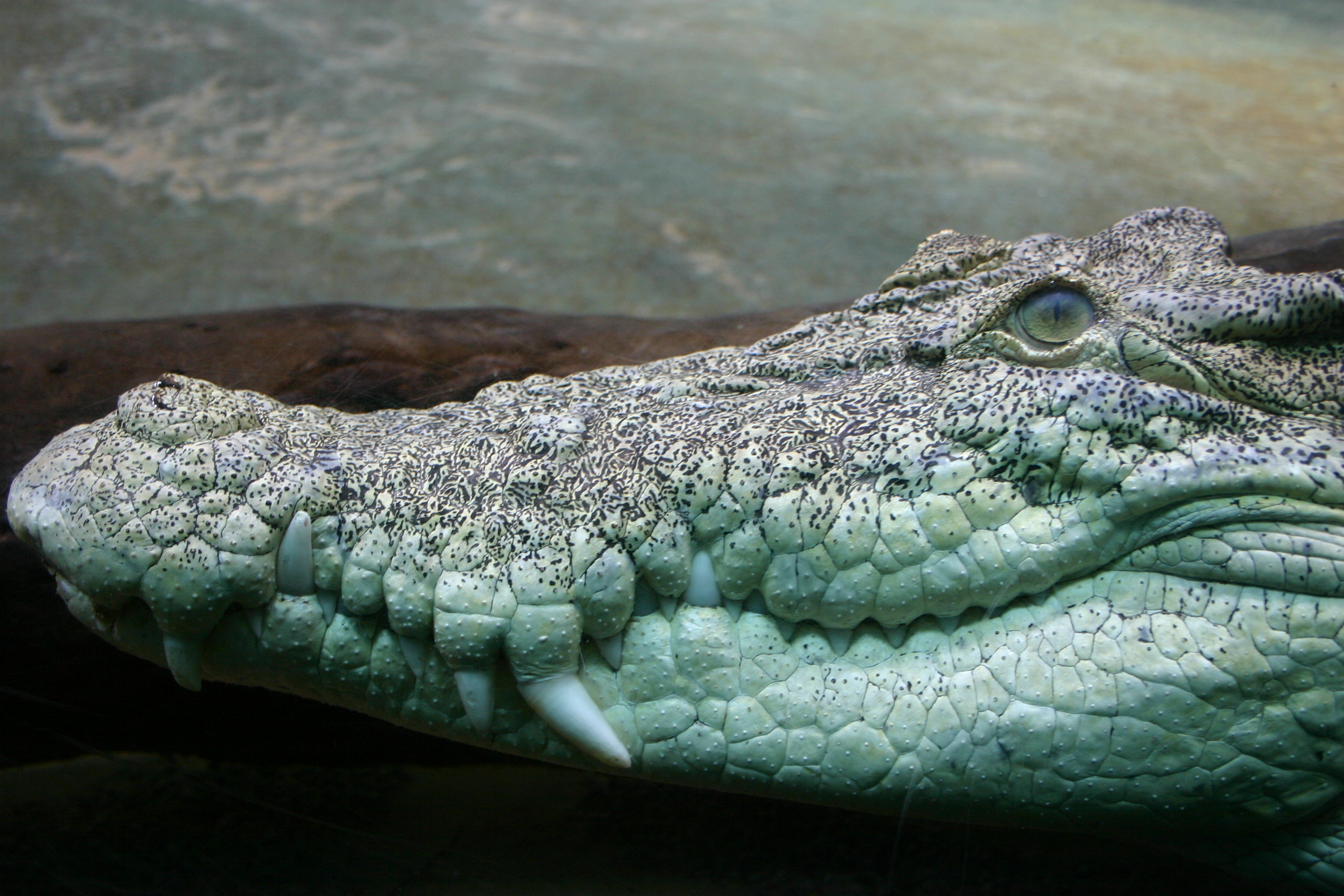 Crocodile