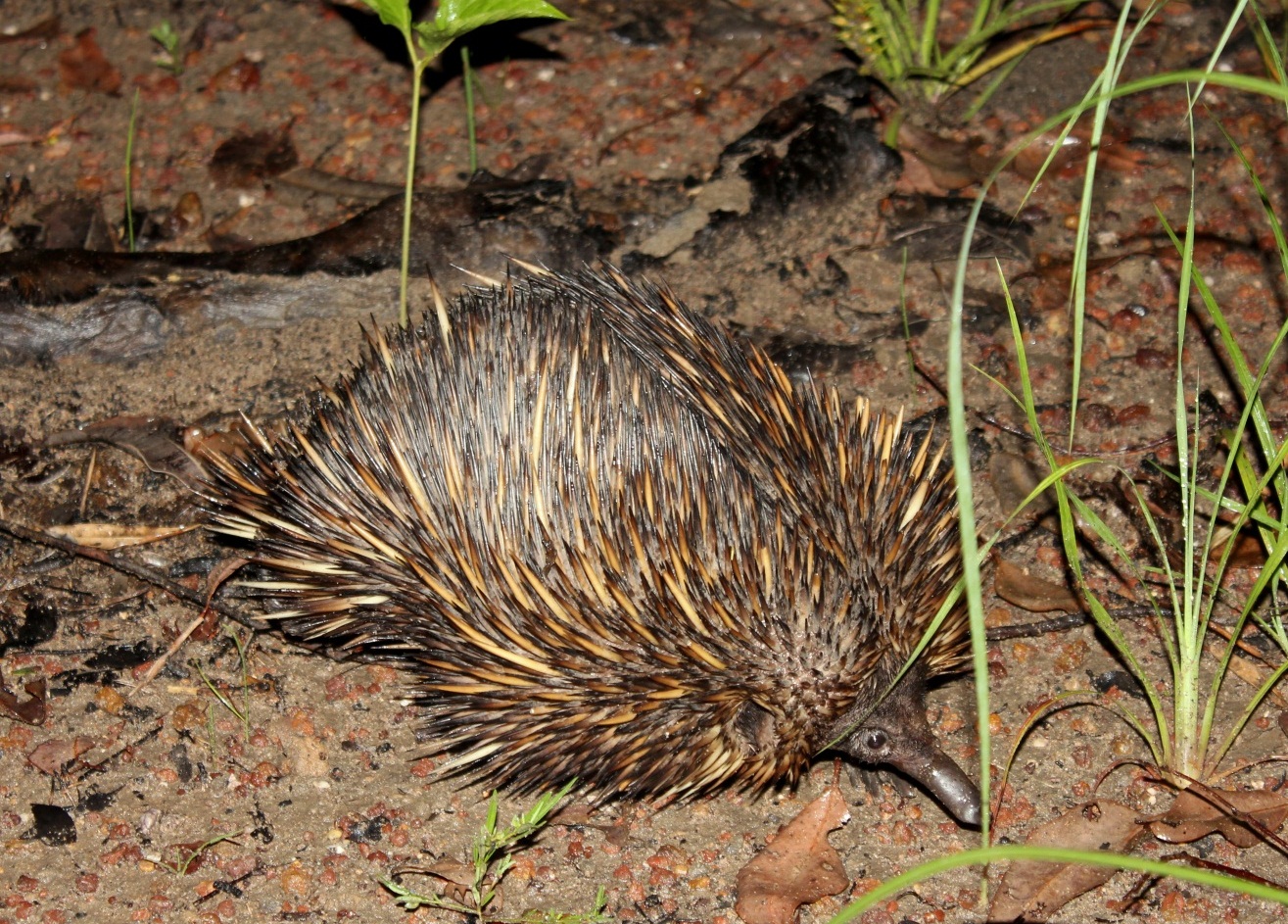 short-beaked echdina