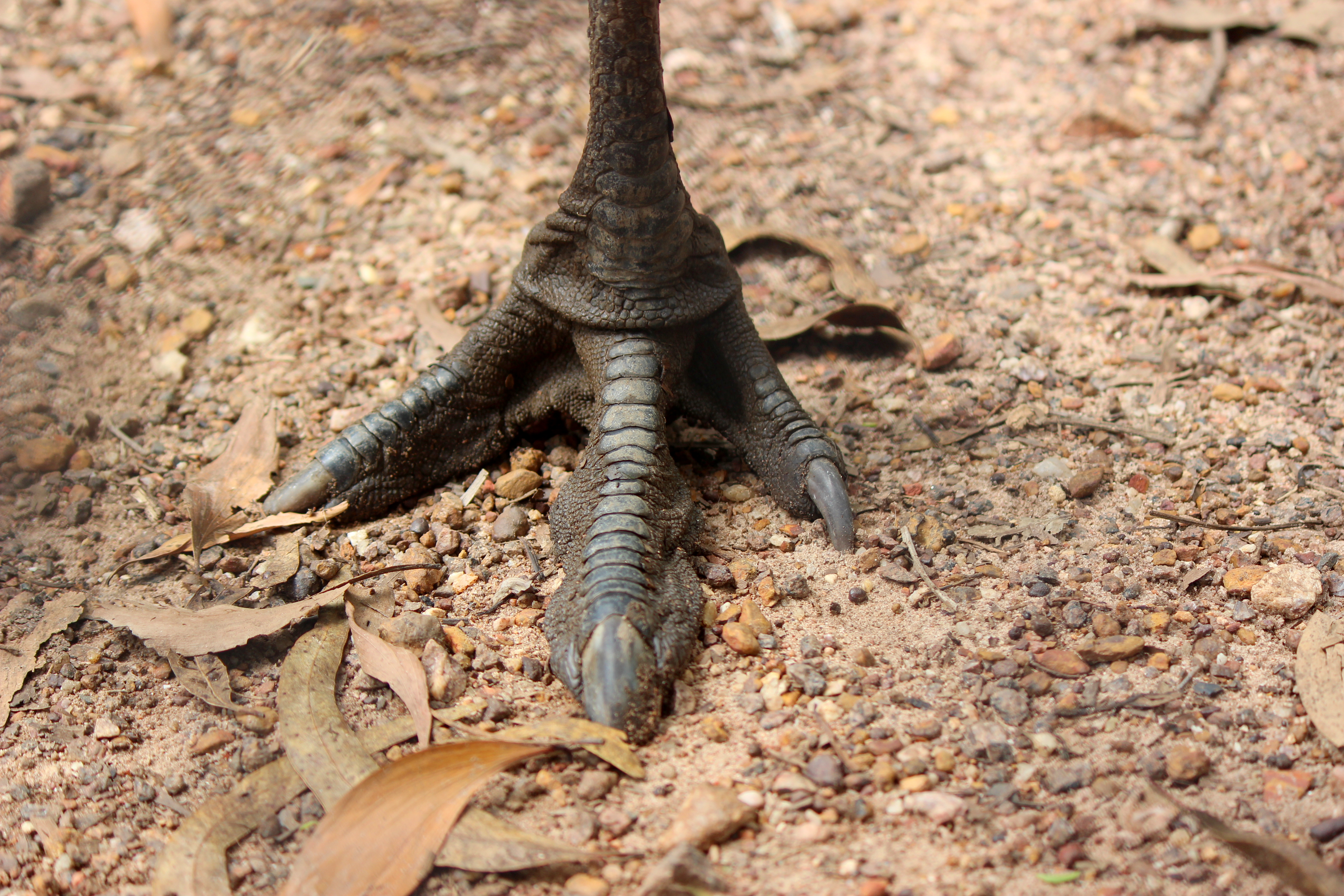 Emu Foot
