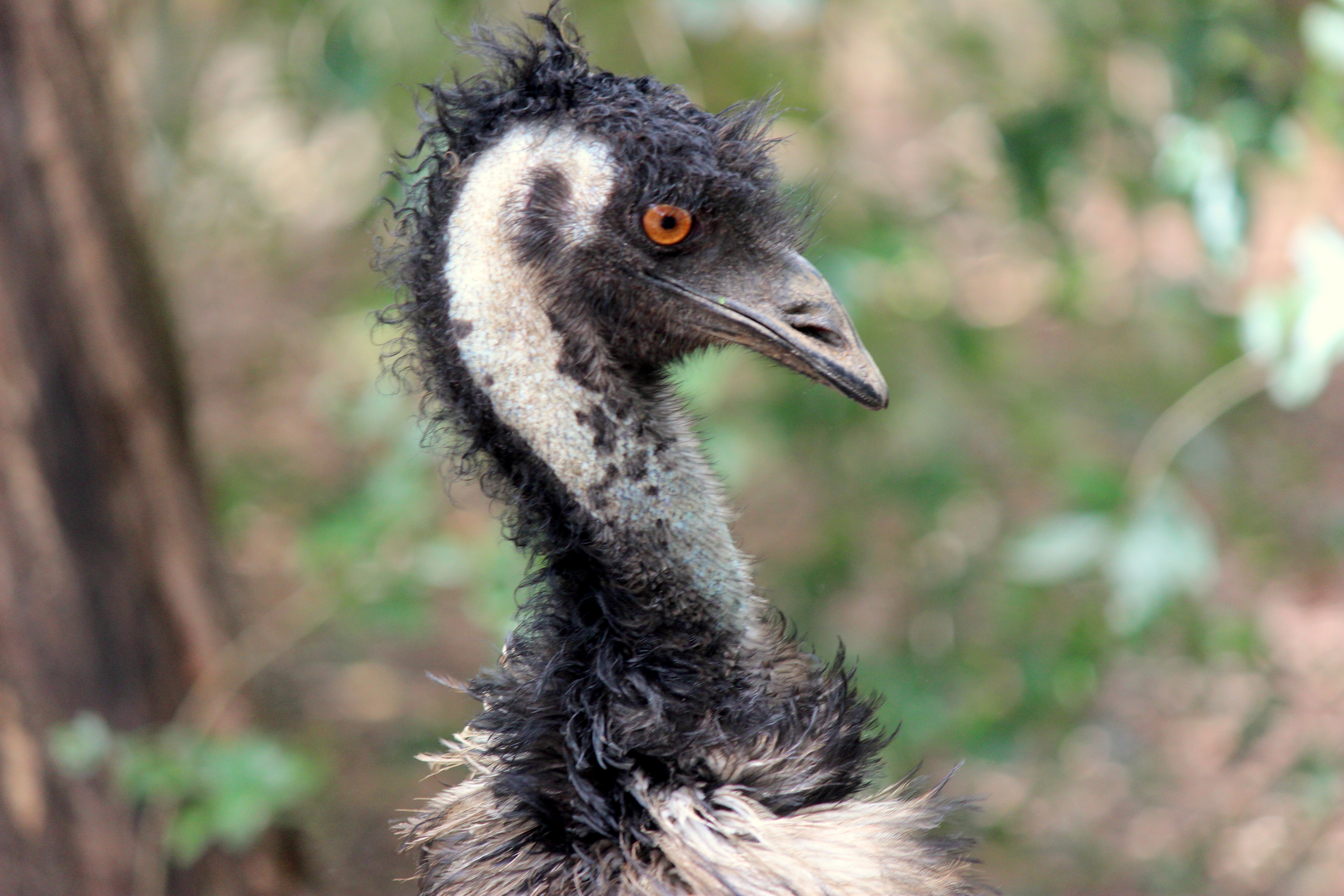 Emu head
