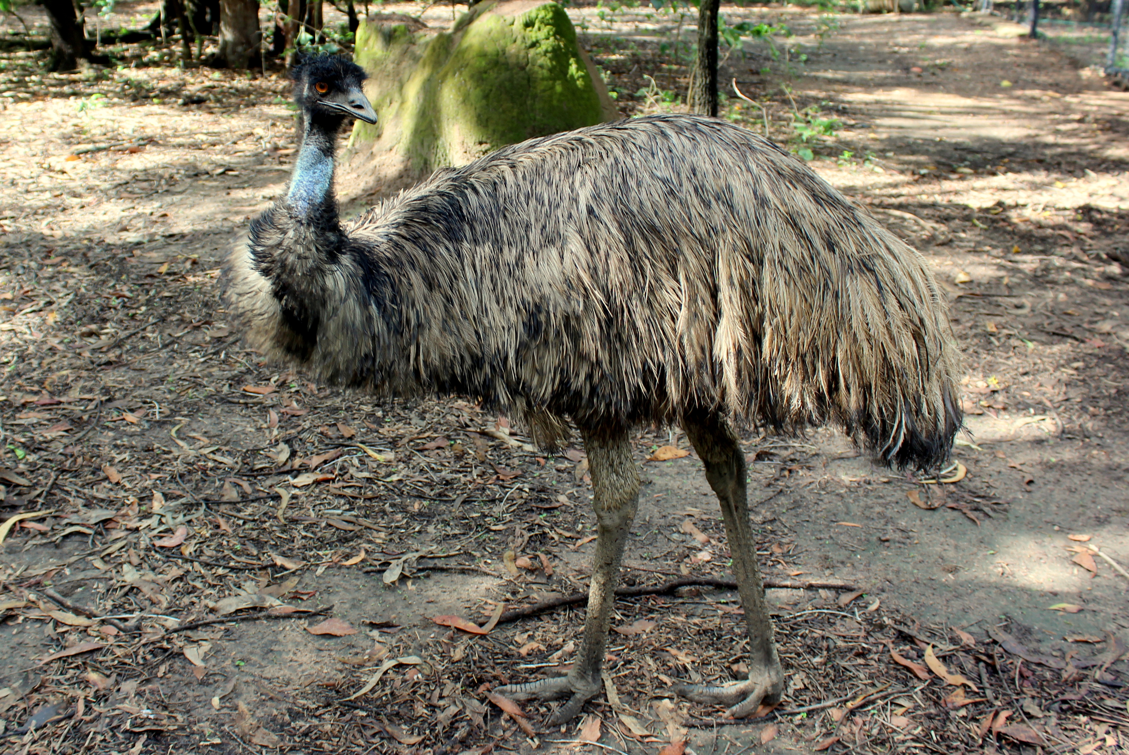 Emu