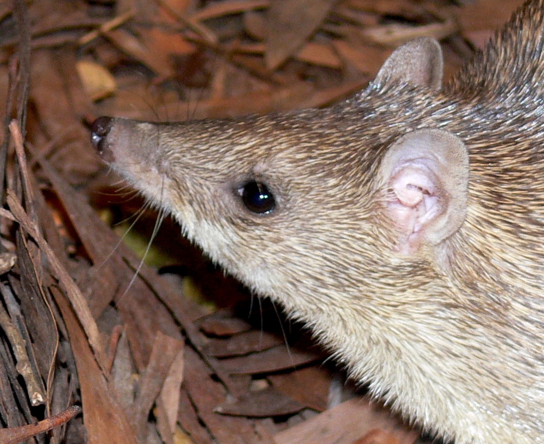 Bandicoot