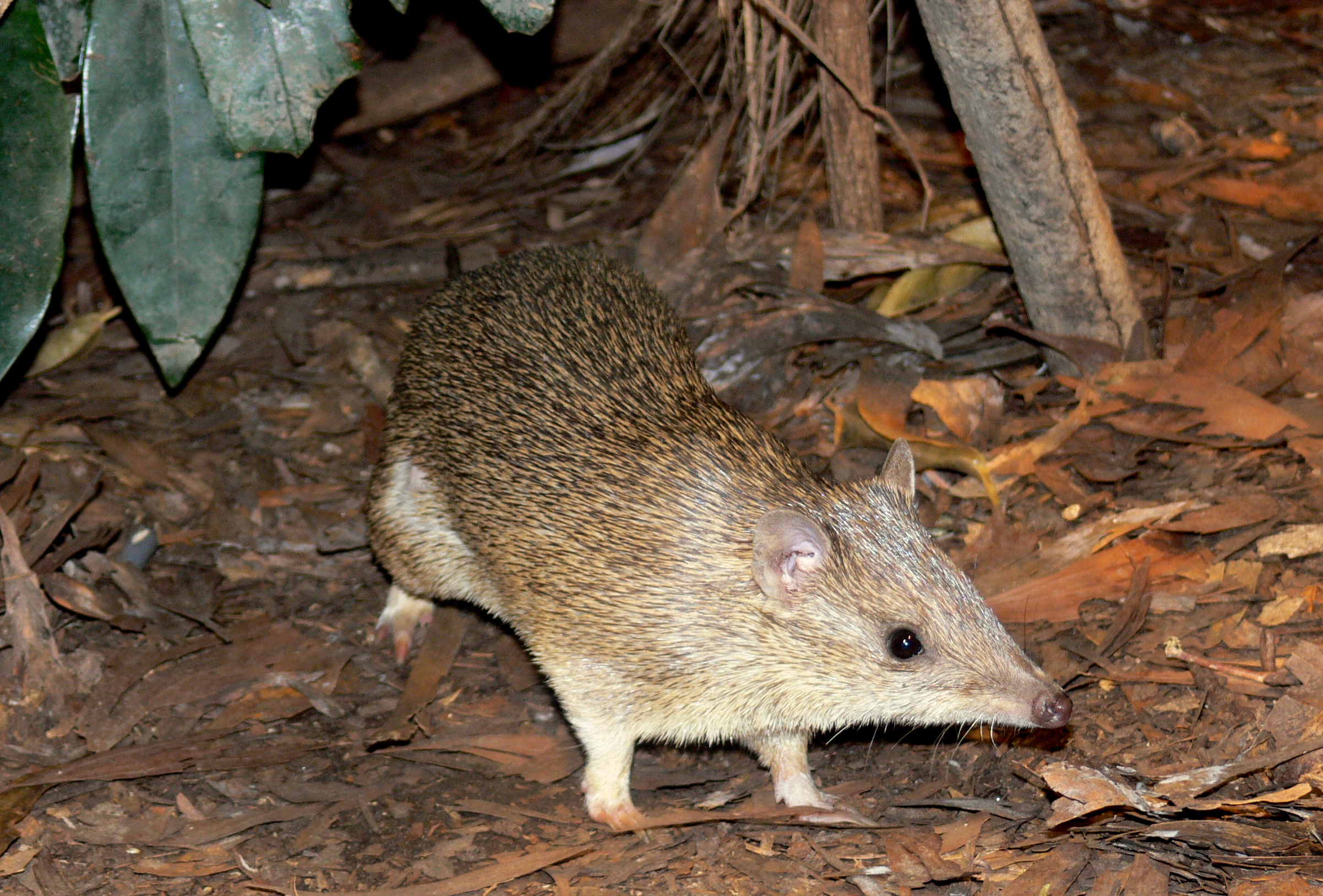 BANDICOOT