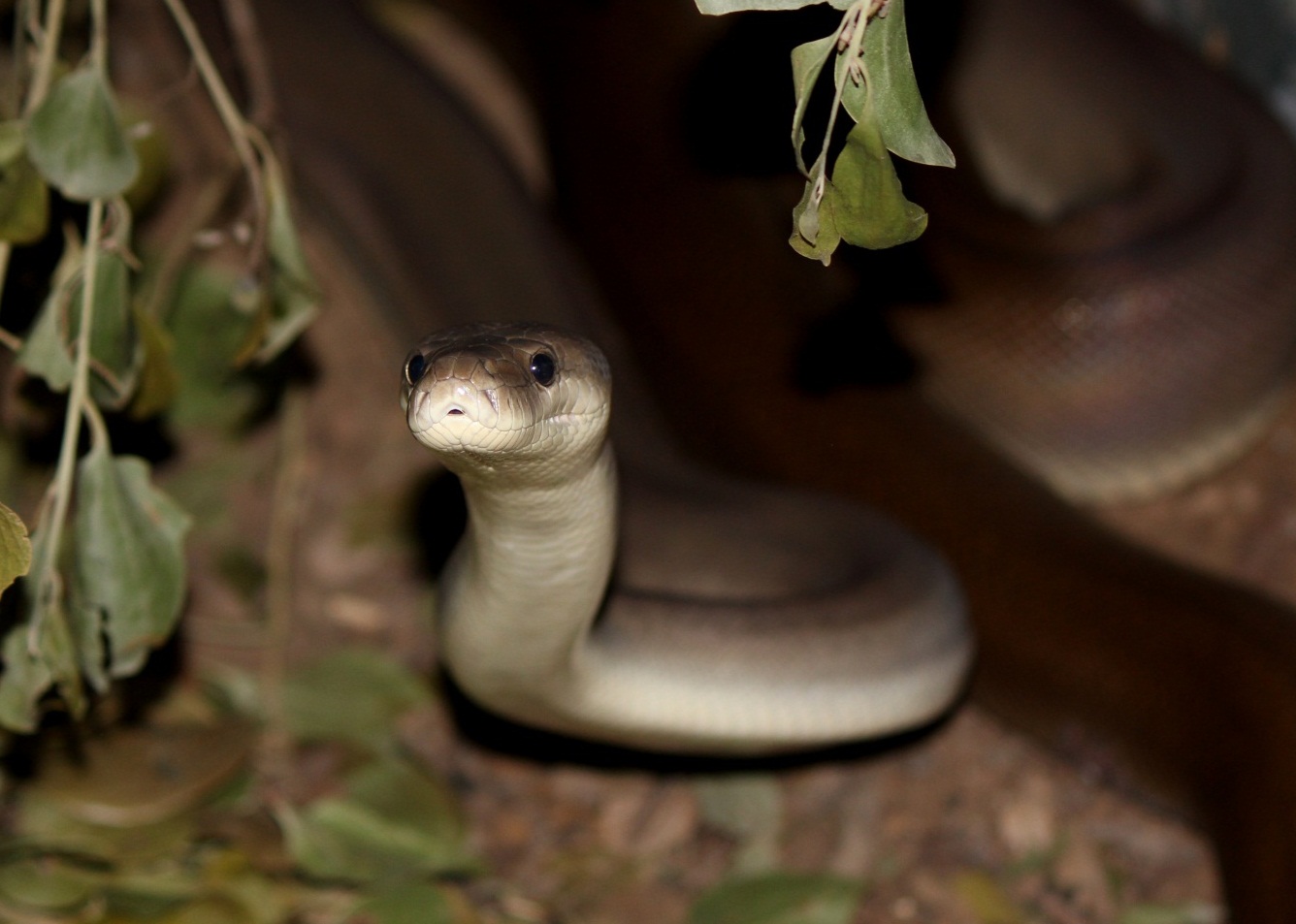 Olive Python
