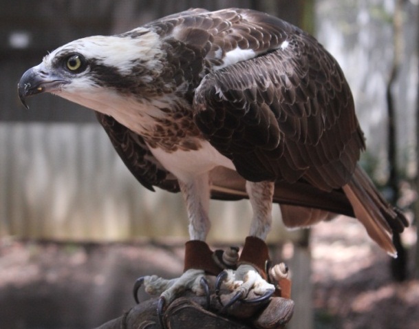 Opsrey (Bird (Looks like an Eagle))