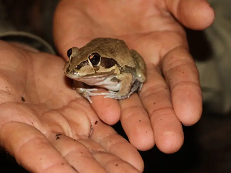 toad in hands