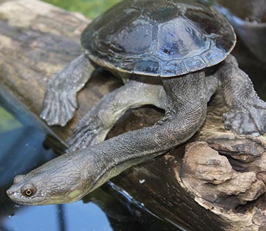 Long Neck Turtle