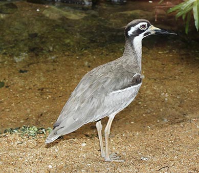 Beach Stone Curlew