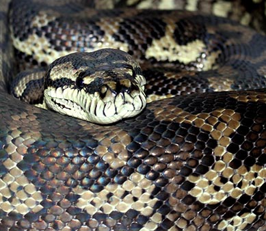 Carpet Python