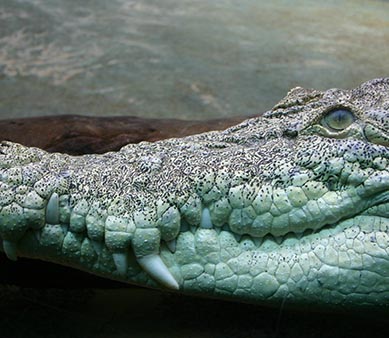 Crocodile