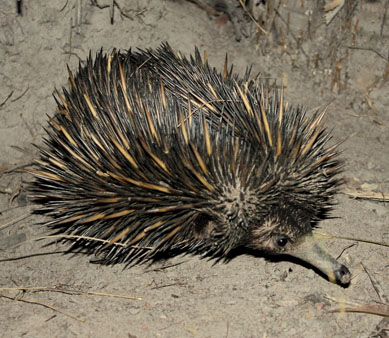 Echidna in dirt