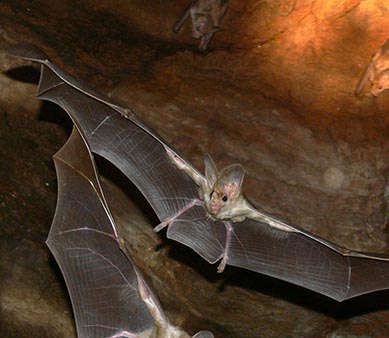 Ghost Bat