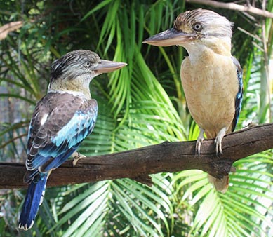 Kookaburra