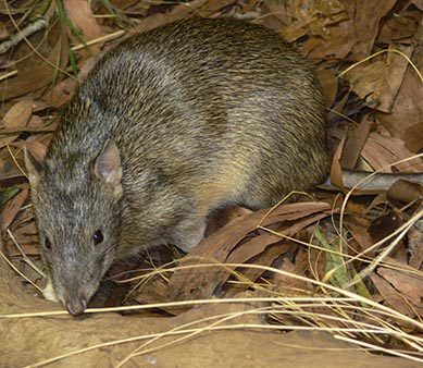 Northern Brown Bandicoot