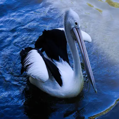 Pelican Bird
