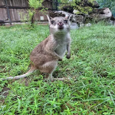 Wallaby
