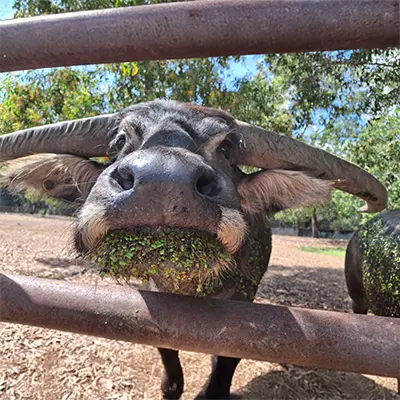 Buffalo