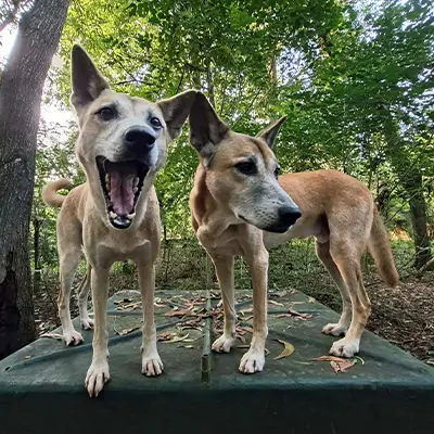 Dingos