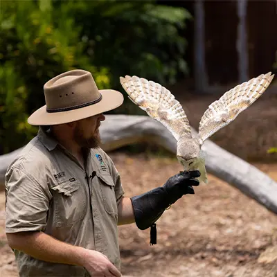 A handler wearing a hat holds an owl with wings spread during a bird demonstration.
