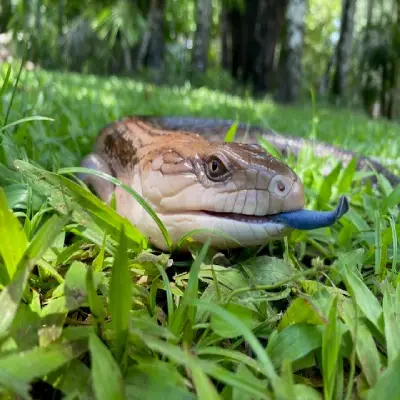 A blue‑tongue lizard lying in grass with its blue tongue extended.