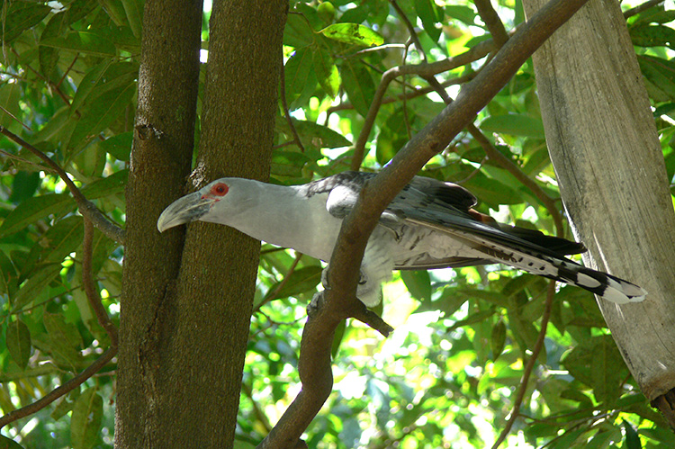Channel-billed Cuckoo
