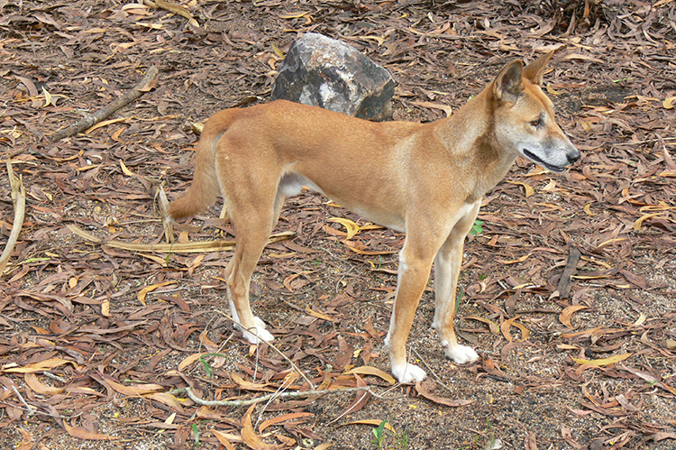 Dingo